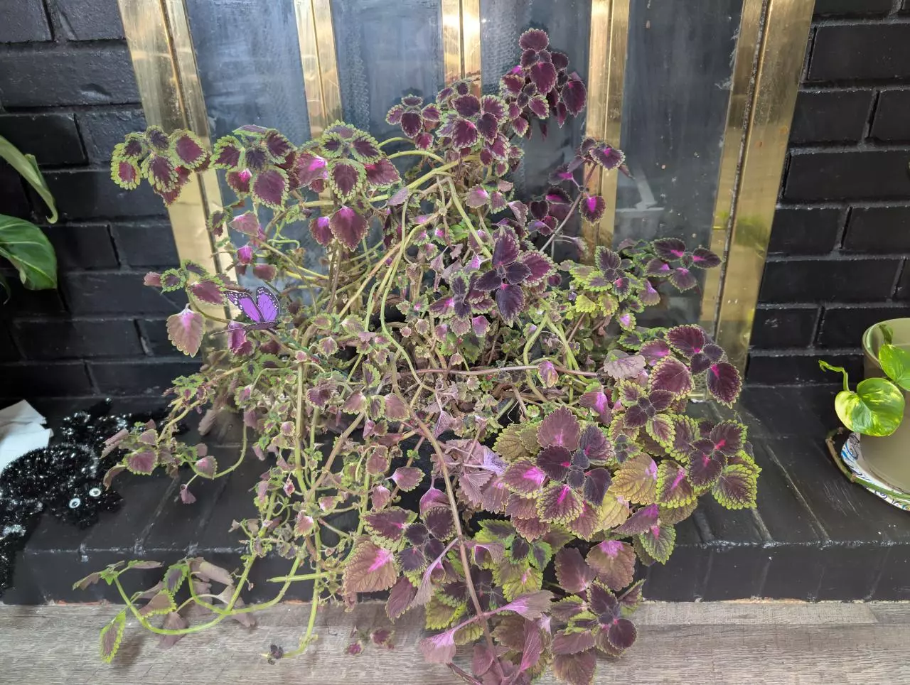 plant/Coleus cuttings only NOT yet rooted-2