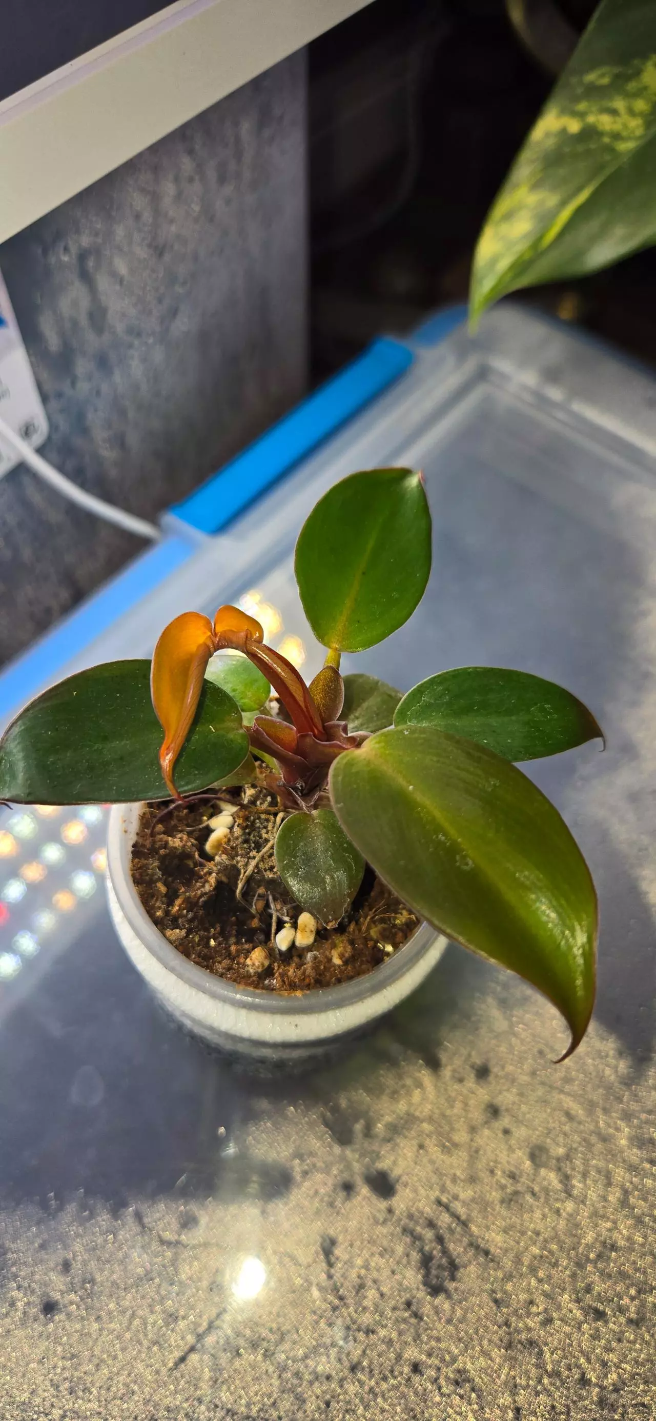 plant/Red Moon Starter-0