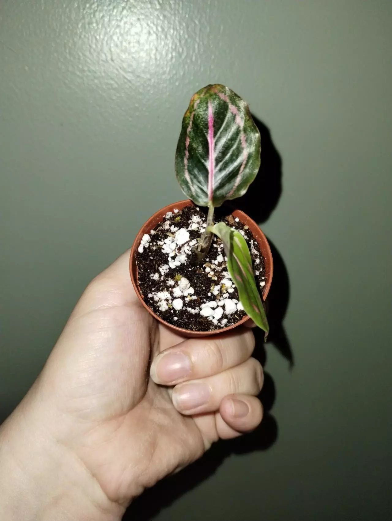 plant/Calathea Dottie-0