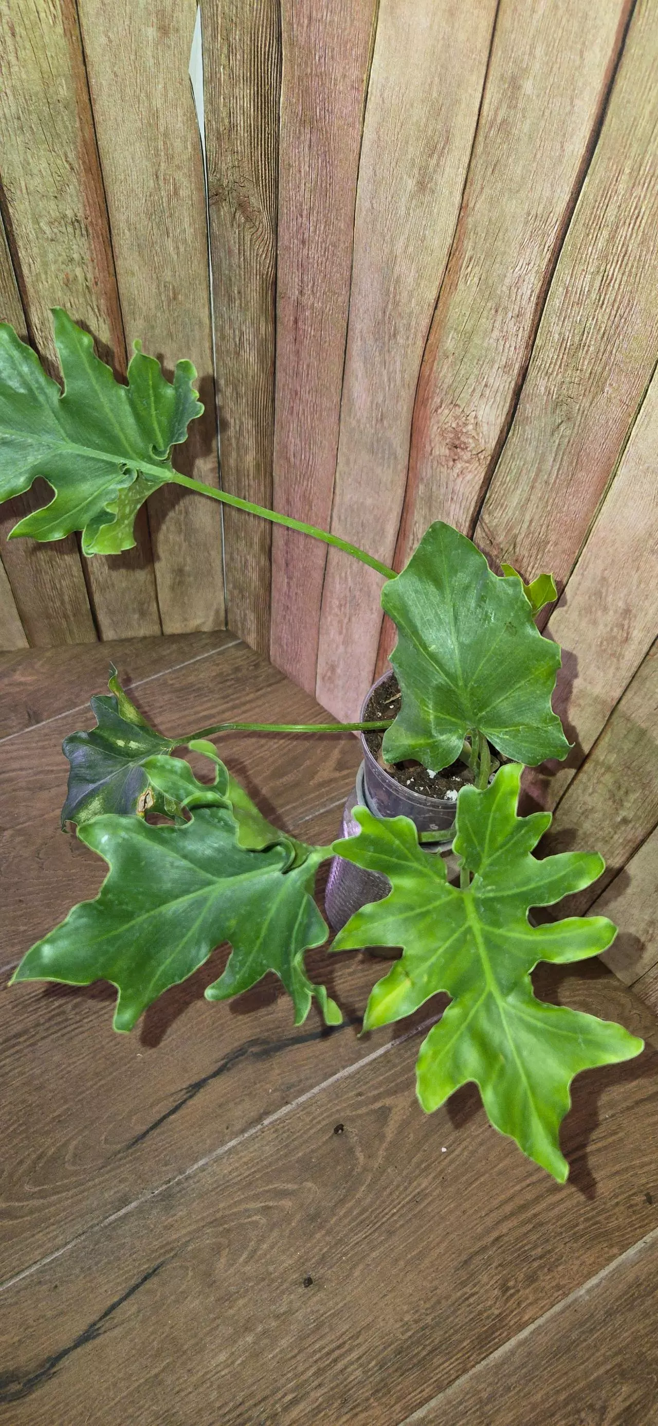 plant/Philodendron Selloum-0