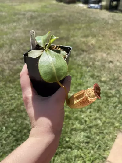 plant/Nepenthes (veitchii x burbidgeae) x (lowii x Gothica)-‘WP’-0-thumbnail