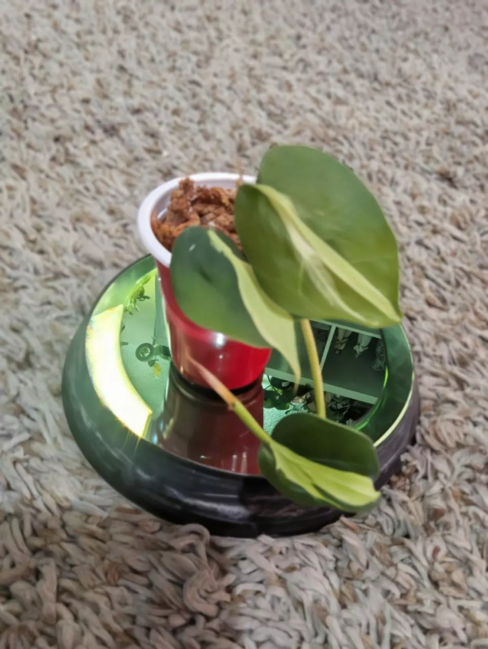 plant/Philodendron Gabby #182-0