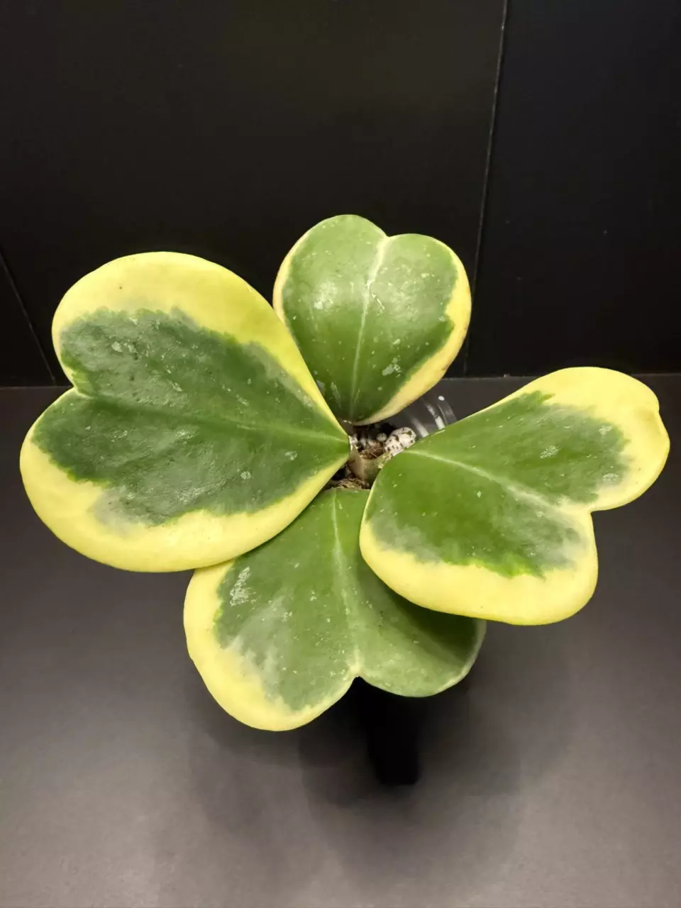 plant/Hoya Kerri (2)-0