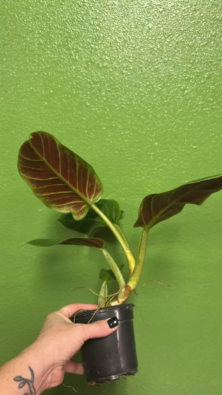 plant/Philo subhastatum-0