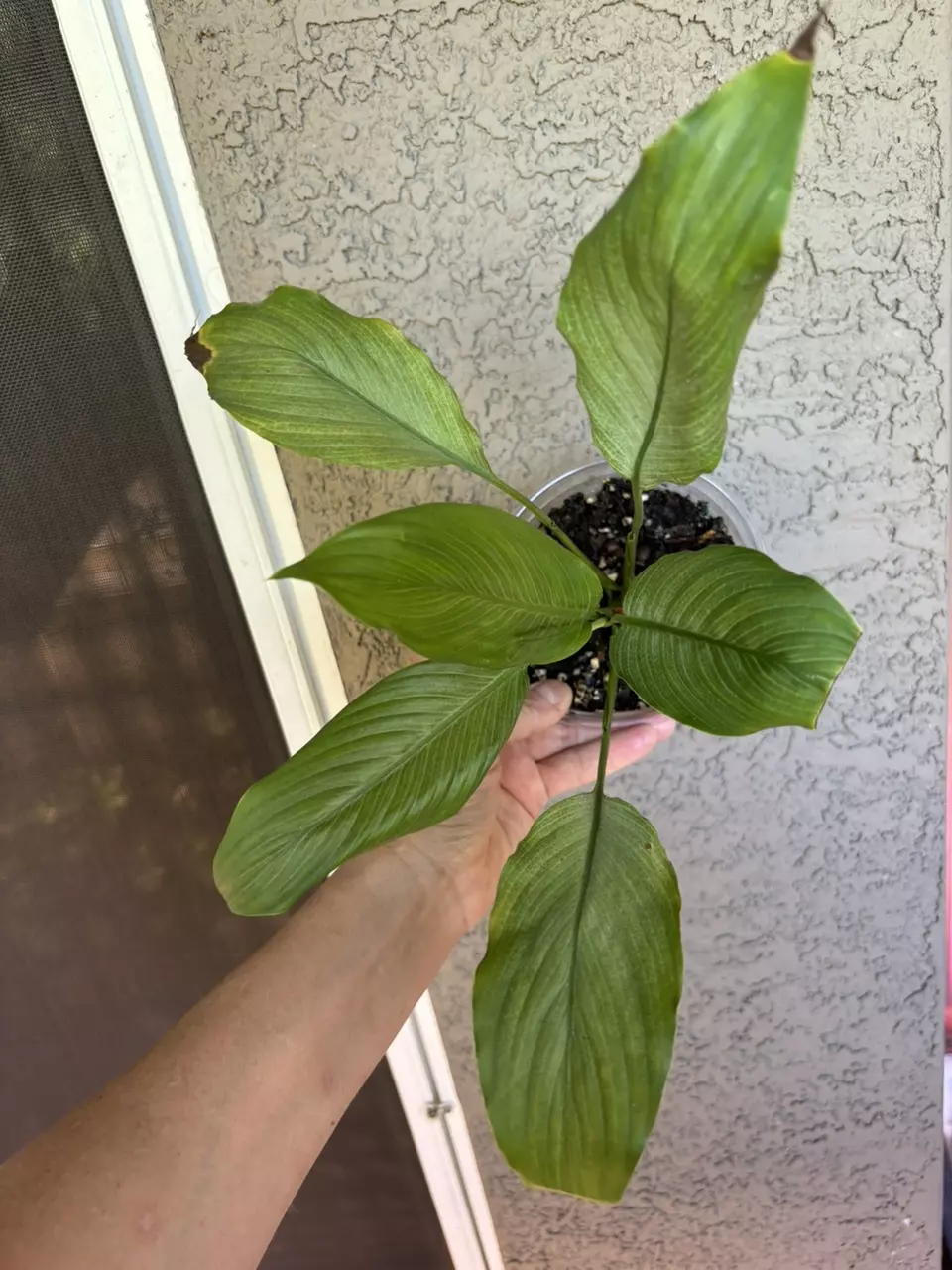 plant/Spathiphyllum Mint-0