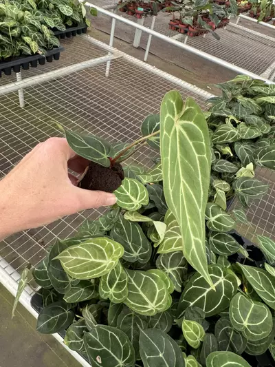 plant/Anthurium dorayaki silver x papillilaminum starter plant growers choice-2-thumbnail