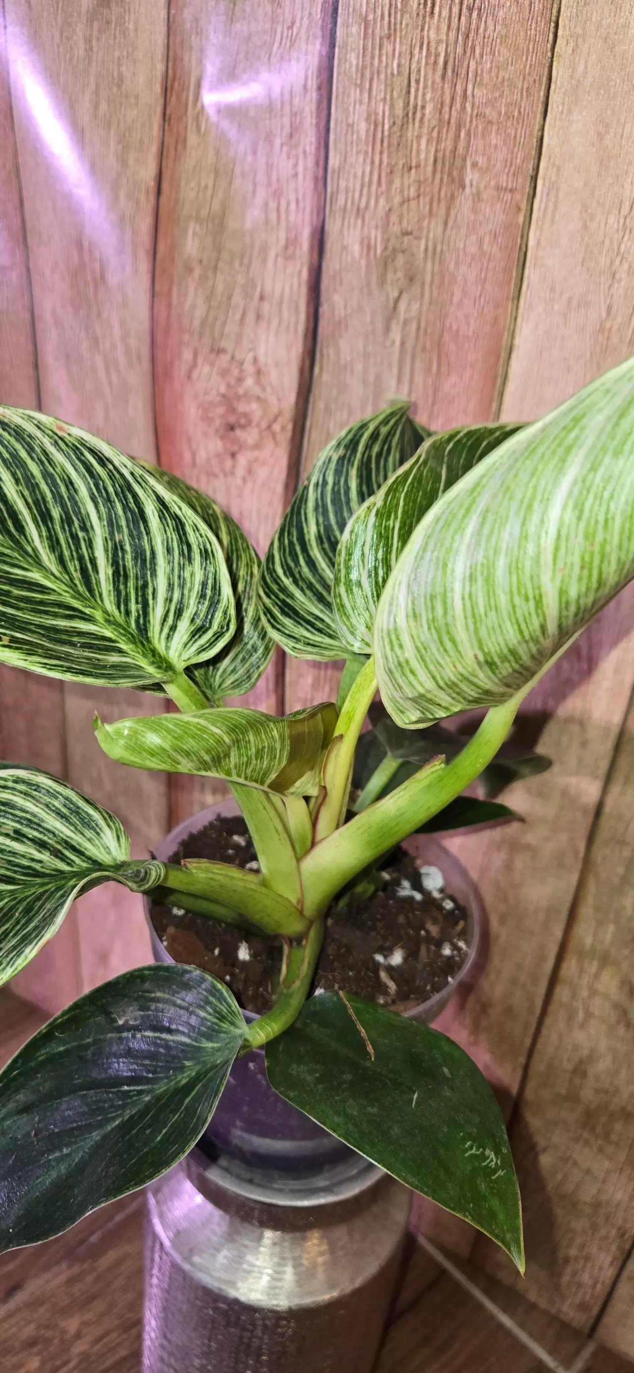 plant/Philodendron Birkin-3