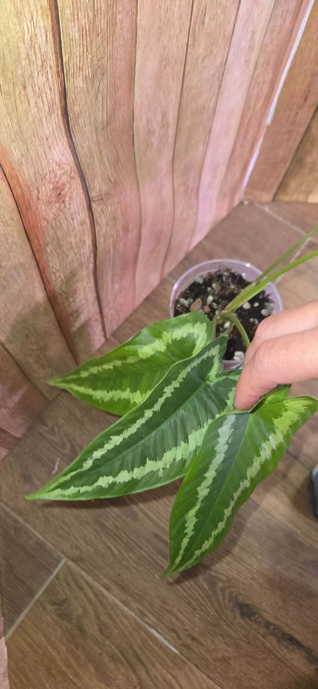 plant/Schismatoglottis Wallichii-0