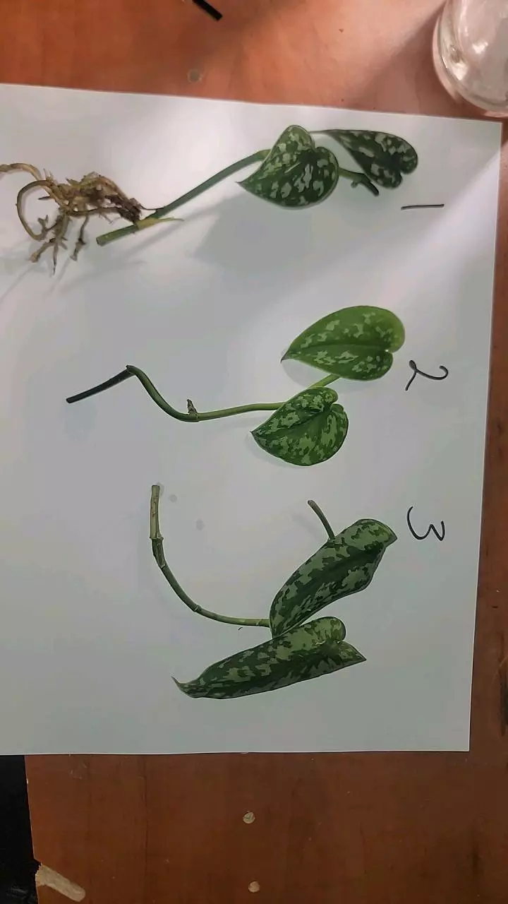 plant/Scindapsus mayari-4