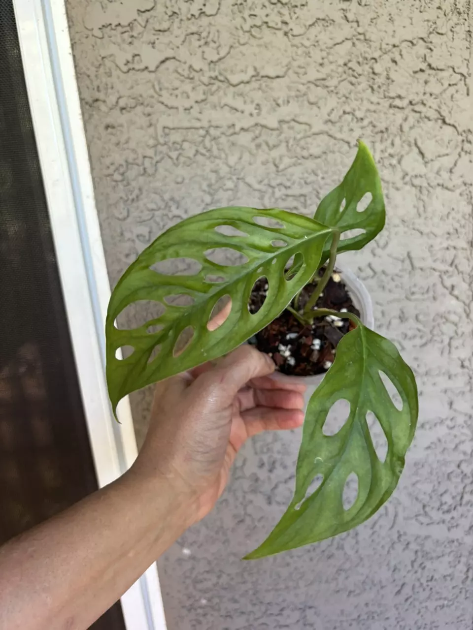 plant/Monstera Laniata-0