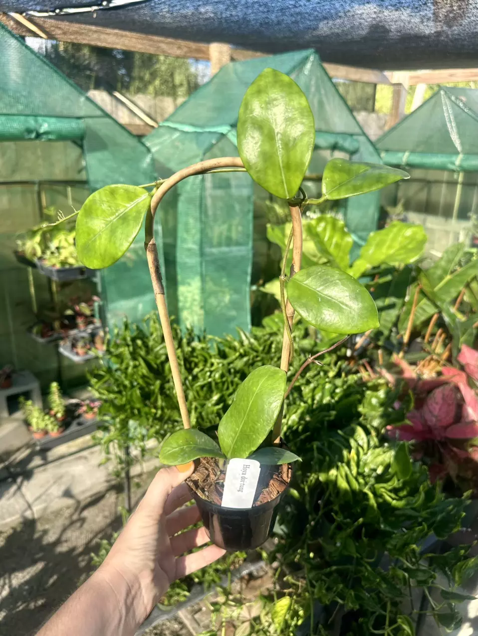 plant/4" Hoya Doi-Tung on a Trellis-0