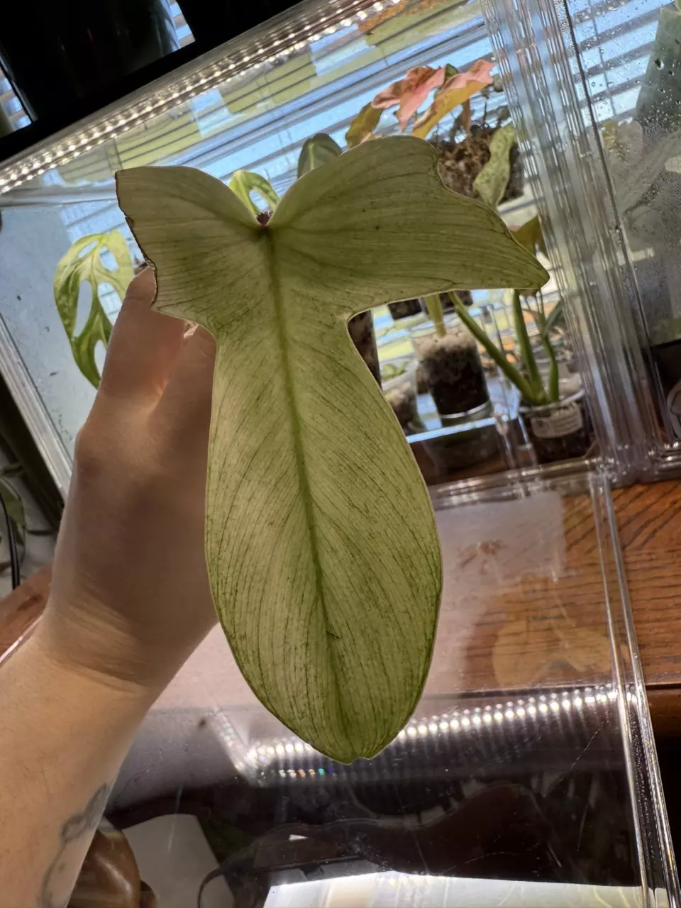 plant/Florida Ghost lightly rooted cutting with new growth-0