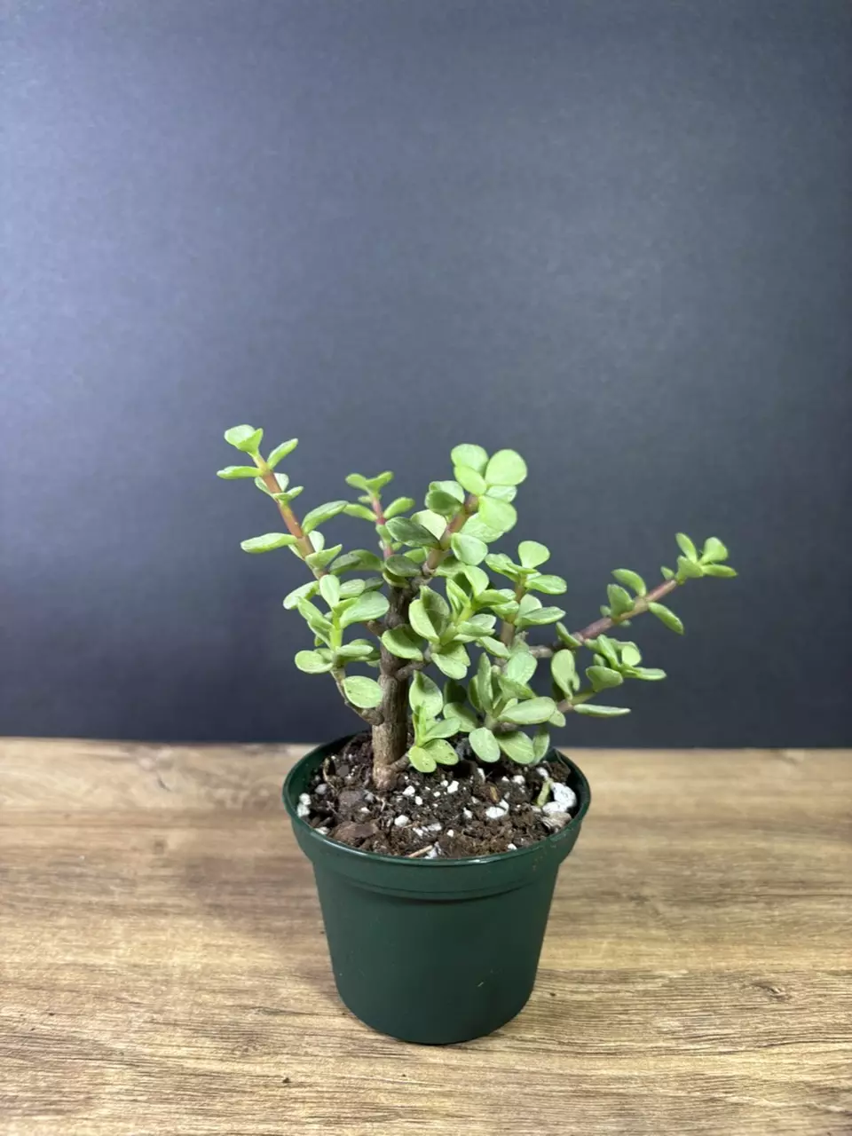 plant/Portulacaria afra - Elephant Bush 3” - grower’s choice-0