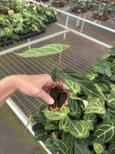 plant/Anthurium dorayaki silver x papillilaminum starter plant growers choice-5-thumbnail