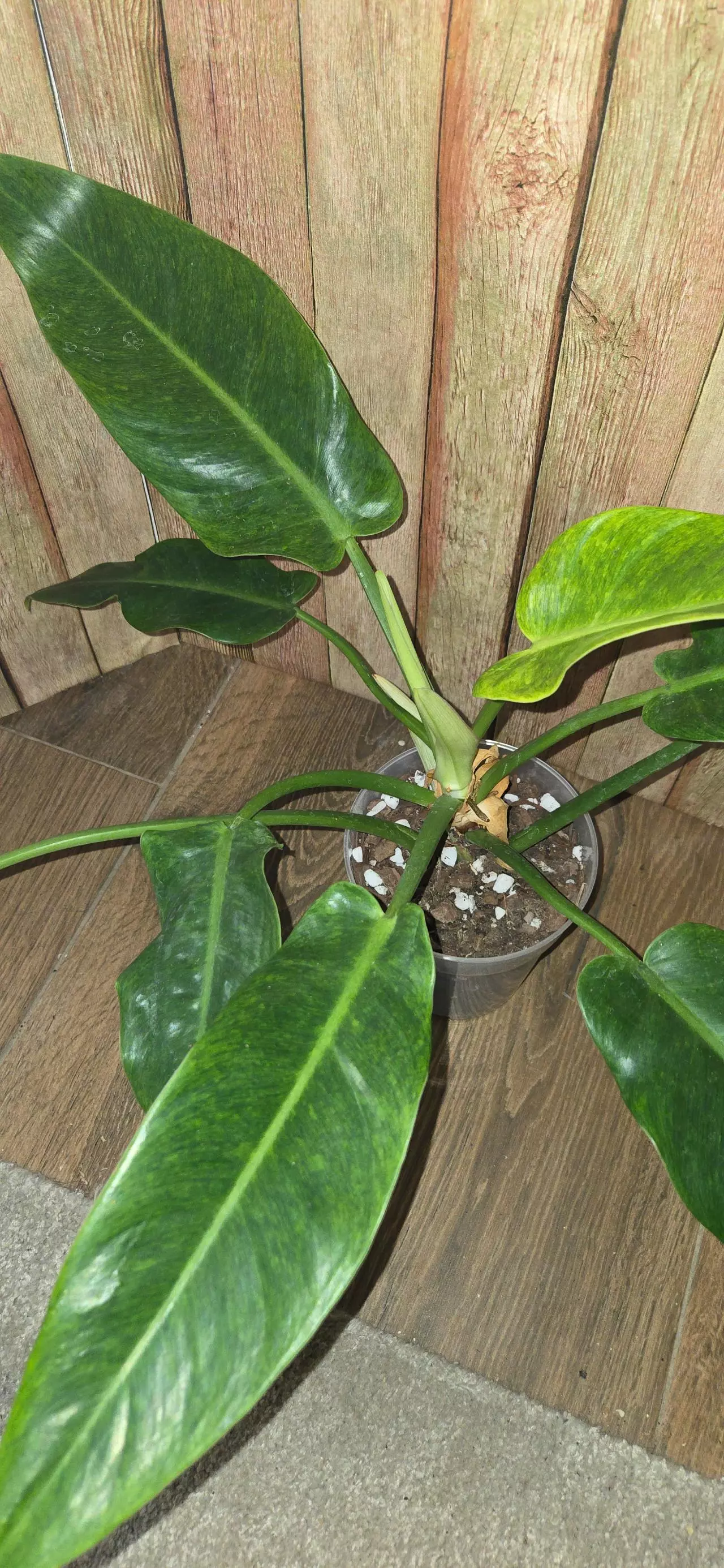 plant/Calkins Gold Philodendron-2