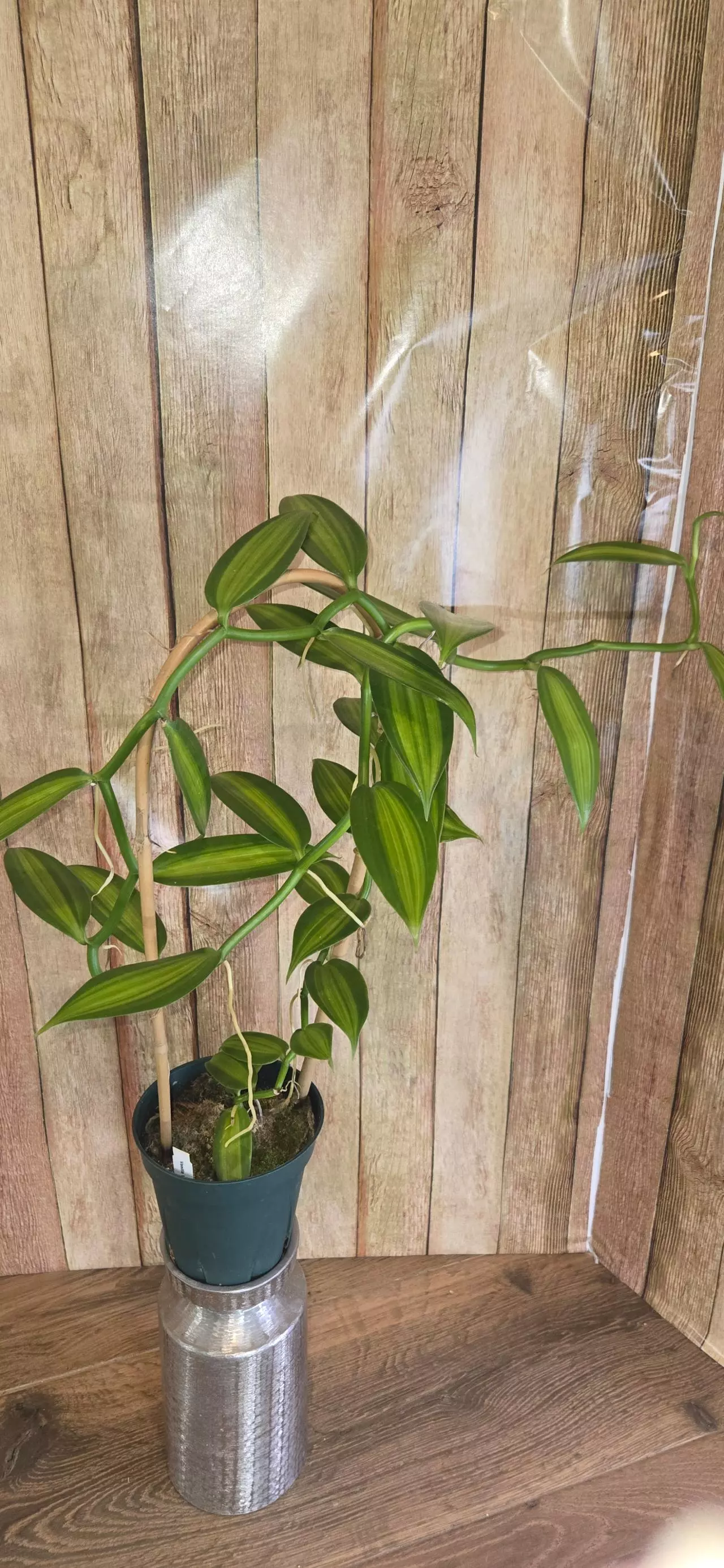 plant/Vanilla Bean Orchid-0