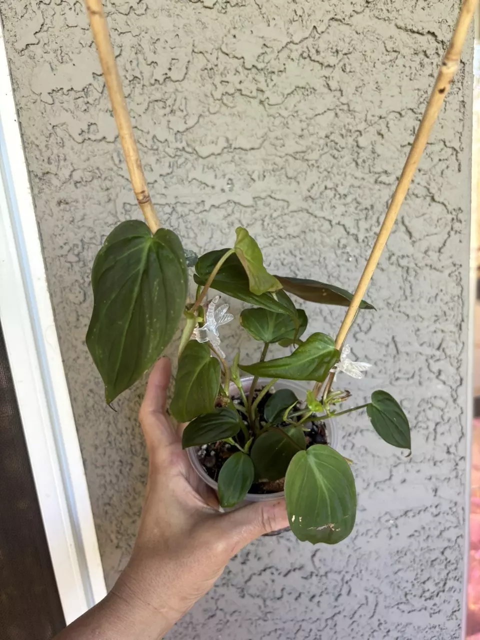 plant/Philodendron Micans-0