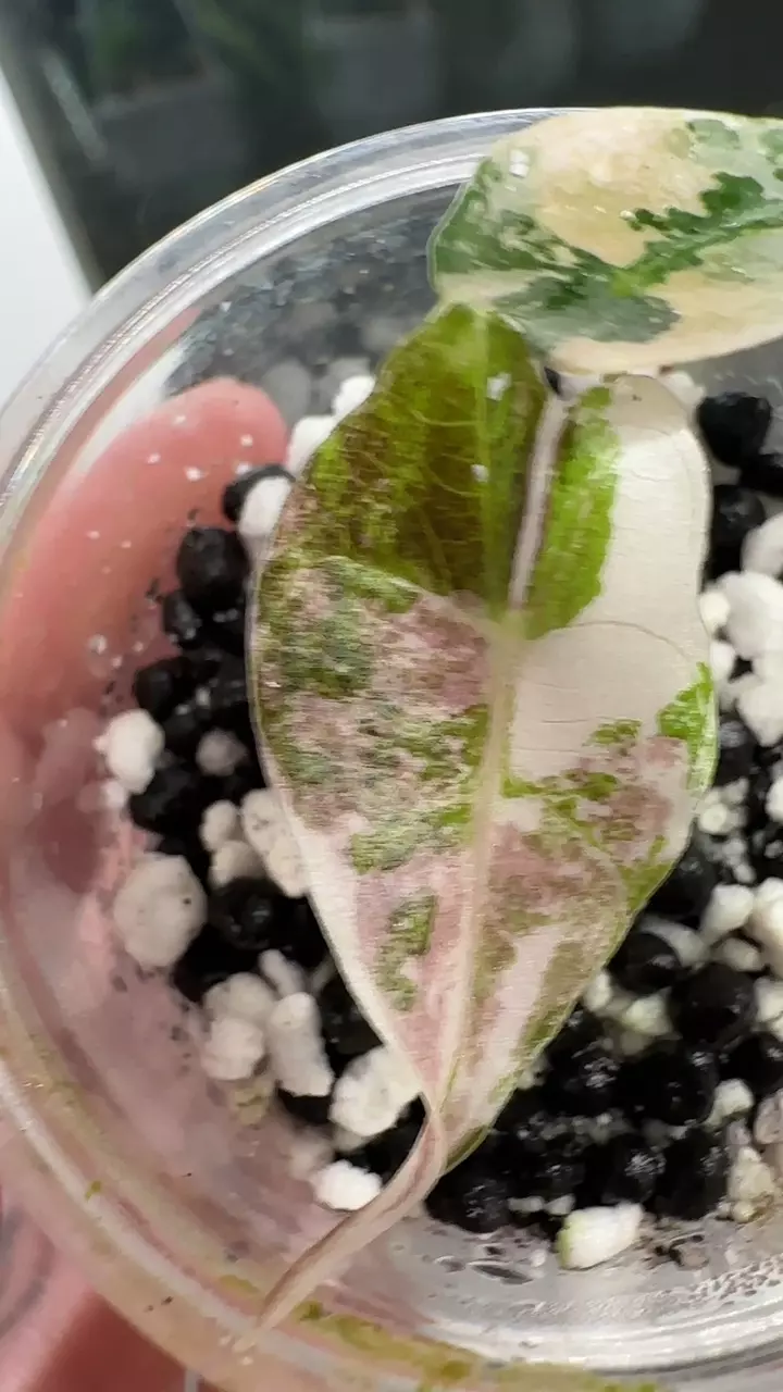 plant/Alocasia Amazonica Pink Thai-1