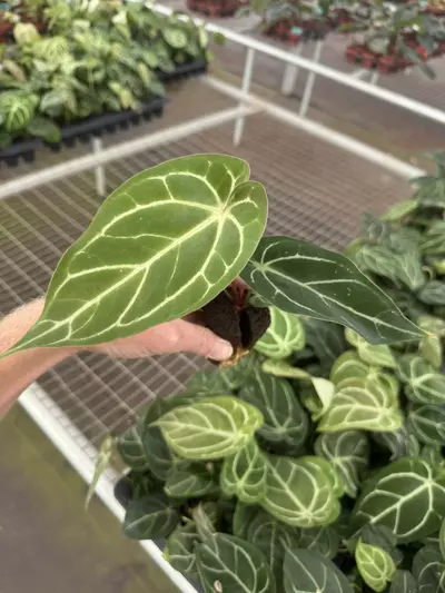 plant/Anthurium dorayaki silver x papillilaminum starter plant growers choice-3-thumbnail