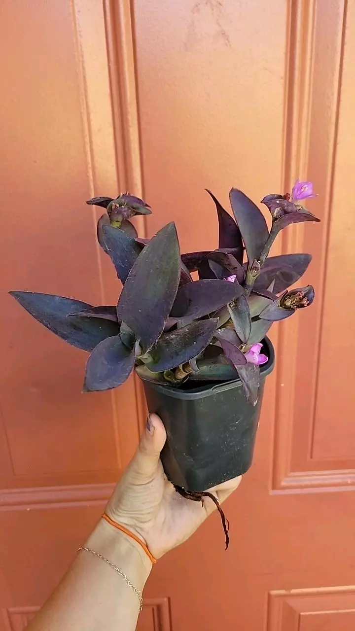 plant/Setcreasea Purpurea specific 3" pot-2