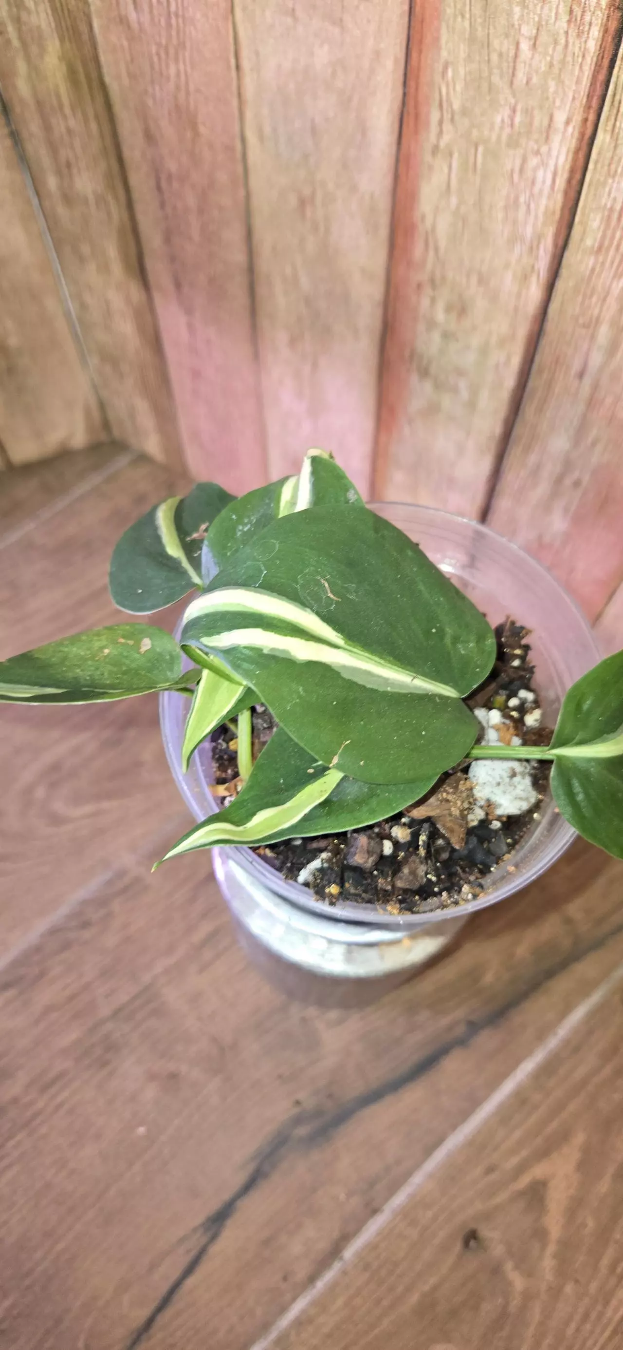 plant/Philodendron Cream Splash-0