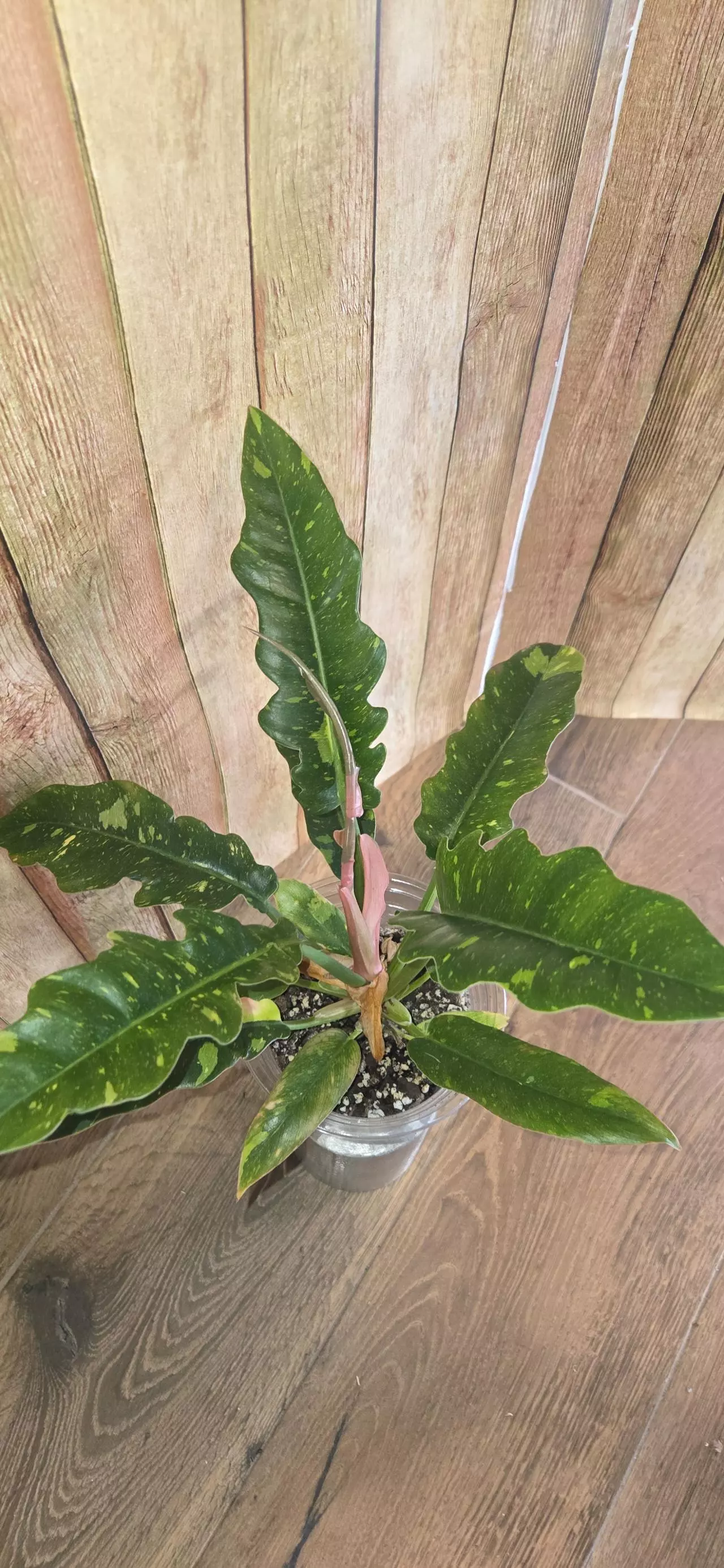 plant/Philodendron Ring of Fire-0