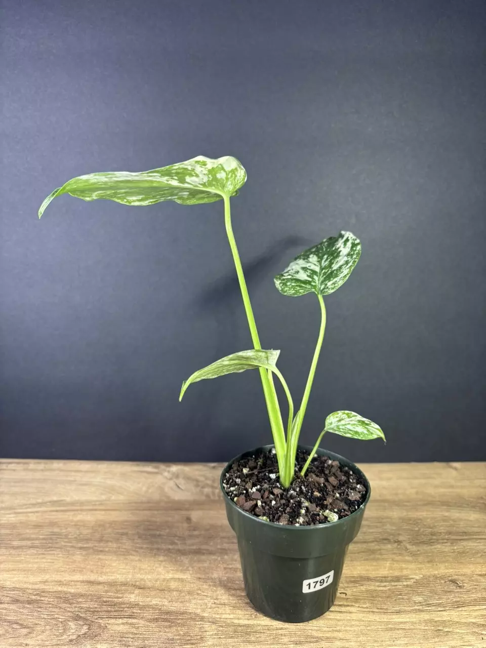 plant/Monstera Mint 3.5” 1797-2