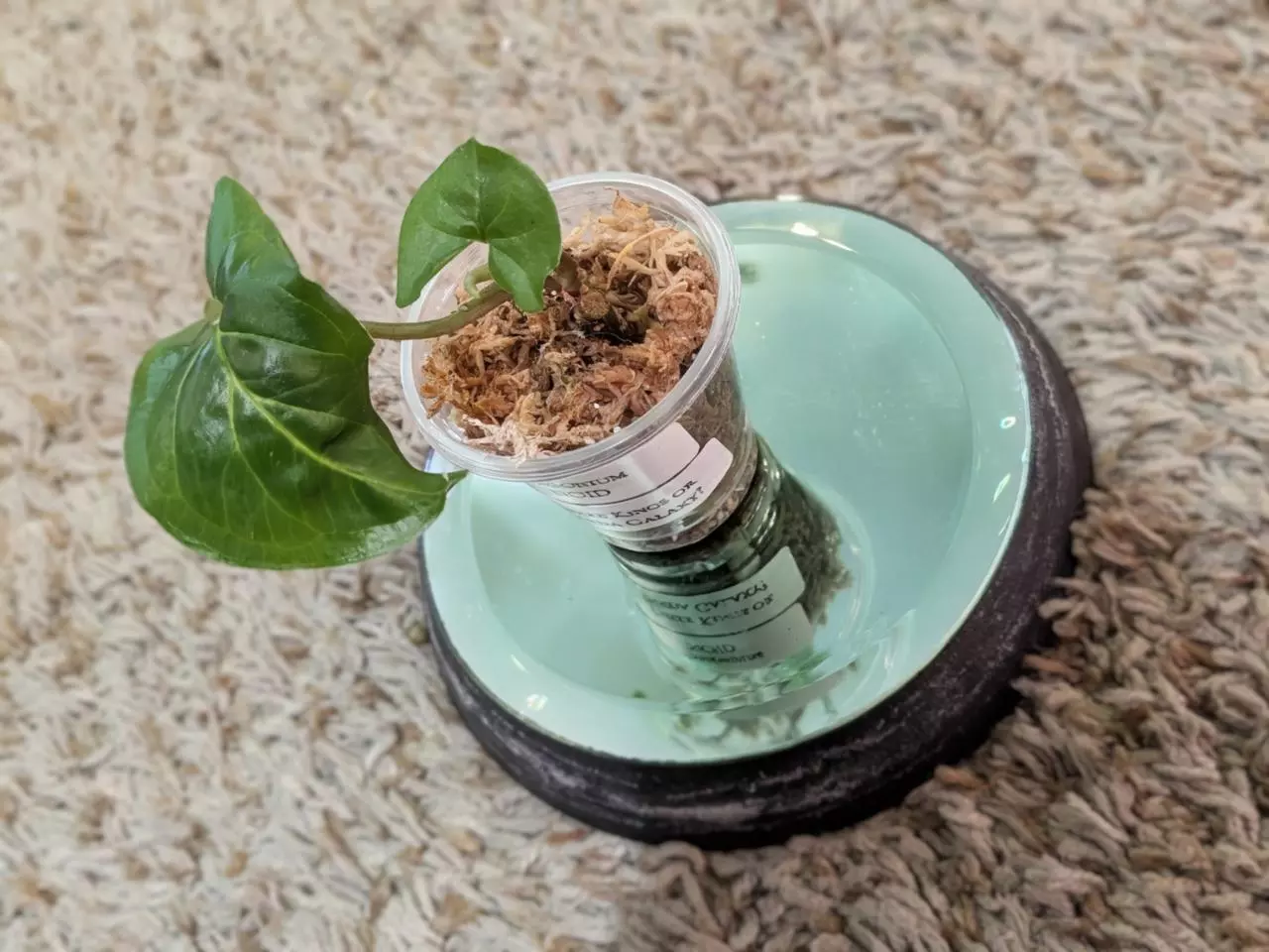 plant/Syngonium NOID baby #184-1