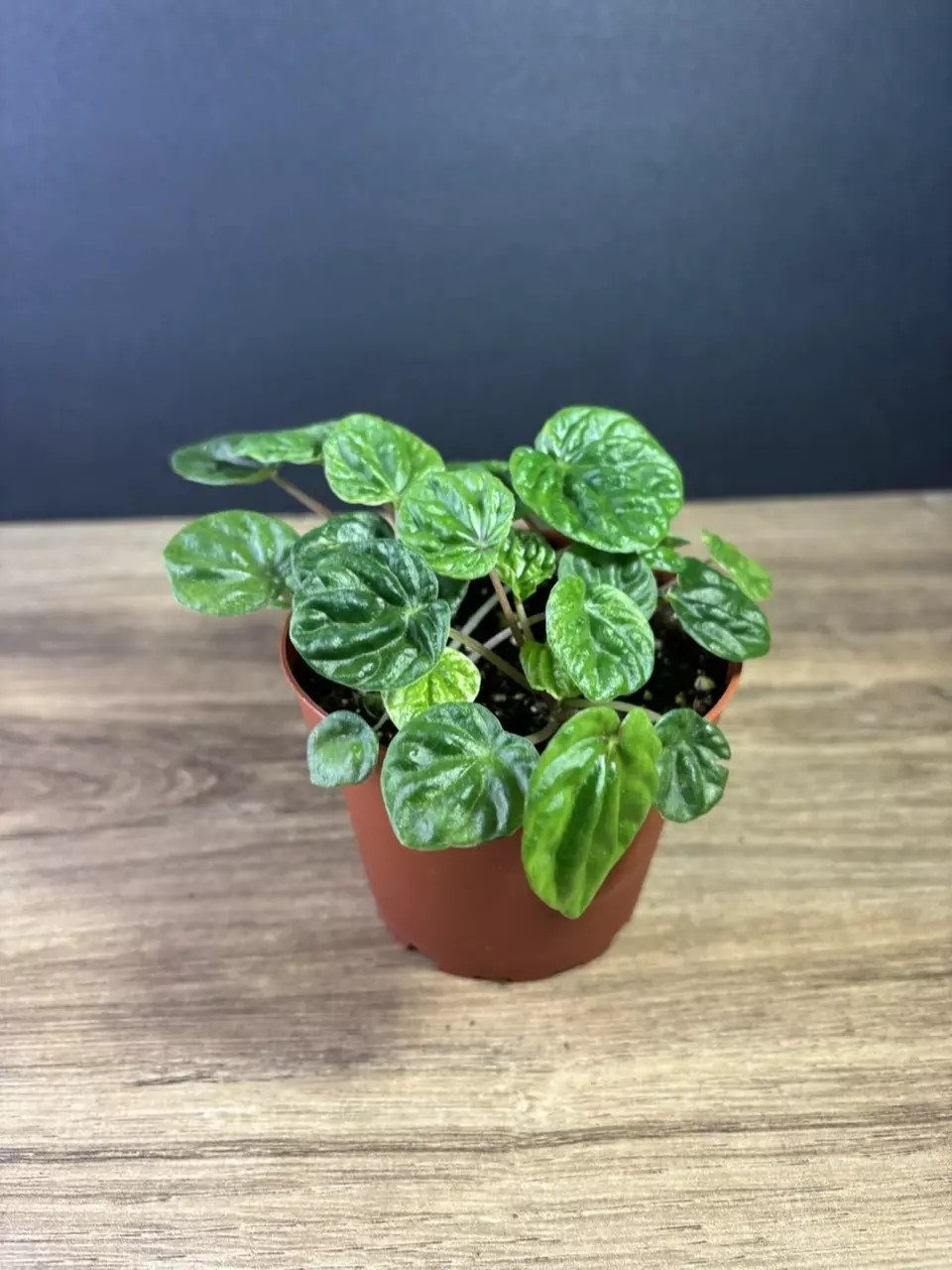 plant/Peperomia Emerald Ripple 4”-1