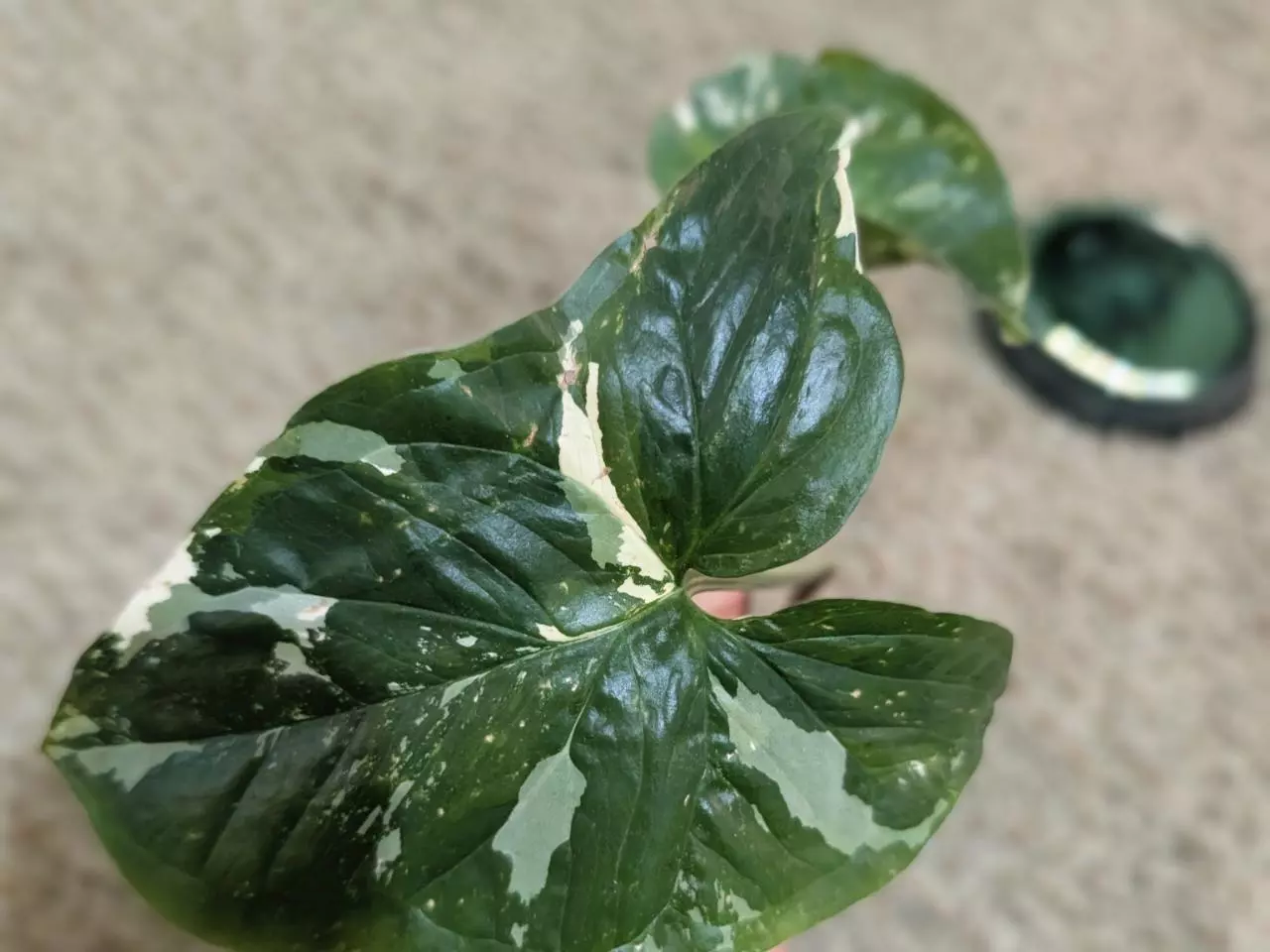 plant/Syngonium Albo #187-1