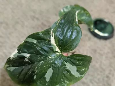 plant/Syngonium Albo #187-1-thumbnail