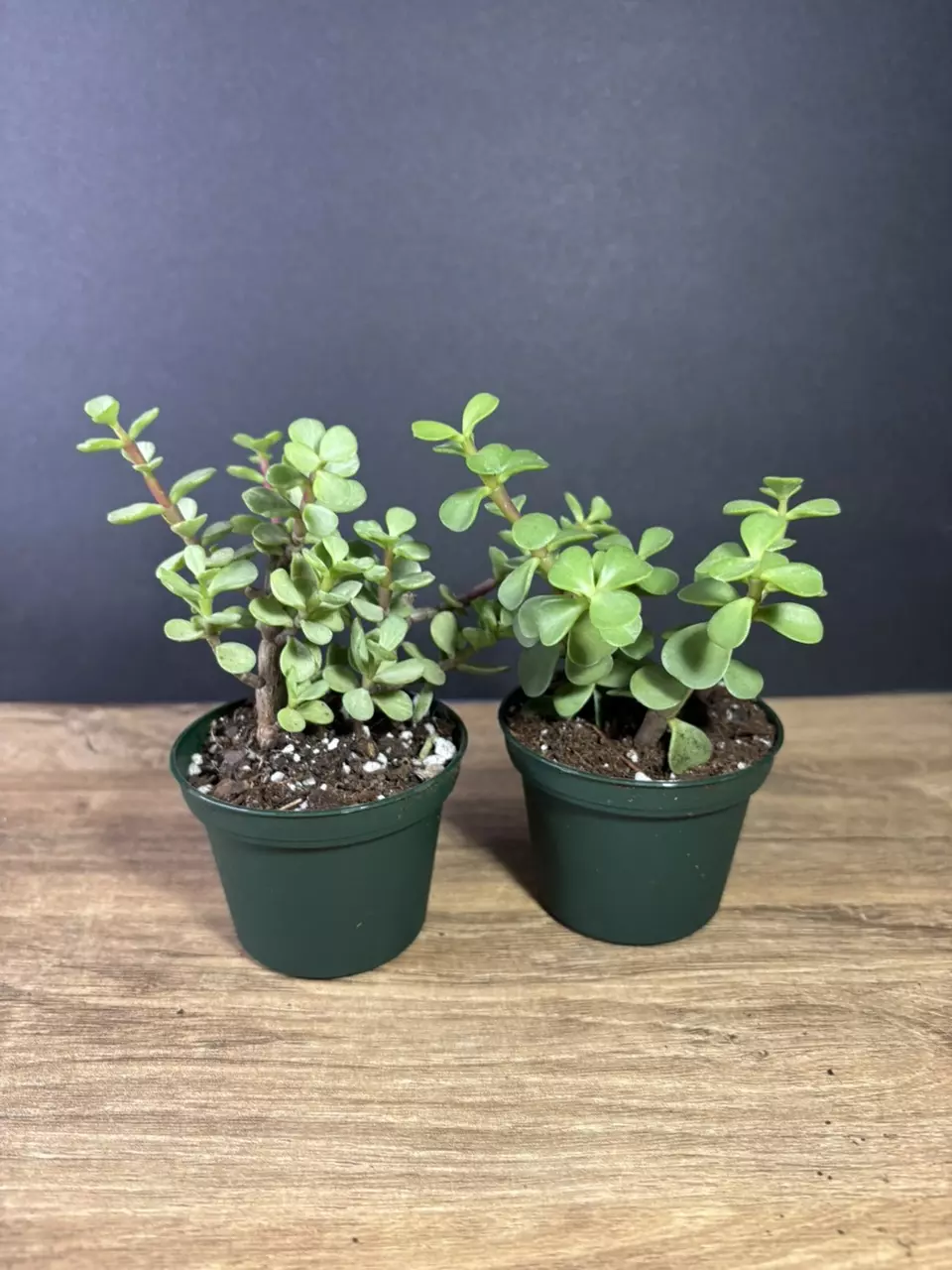 plant/Portulacaria afra - Elephant Bush 3” - grower’s choice-2