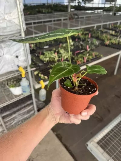 plant/Anthurium Magnificum x crystallinum dark form 4” pot growers choice-5-thumbnail