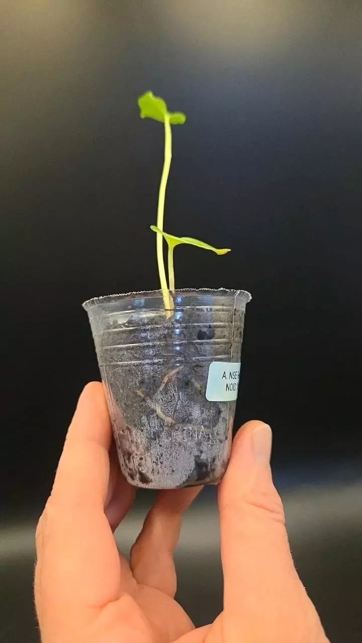 plant/Anthurium NSE Red Crystal x NOID 'Stormy' S1-1