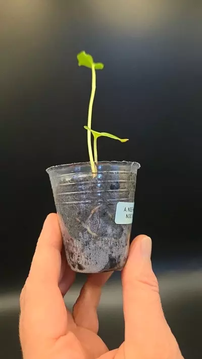 plant/Anthurium NSE Red Crystal x NOID 'Stormy' S1-1-thumbnail