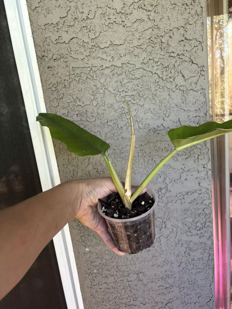 plant/Philodendron Giganteum-1