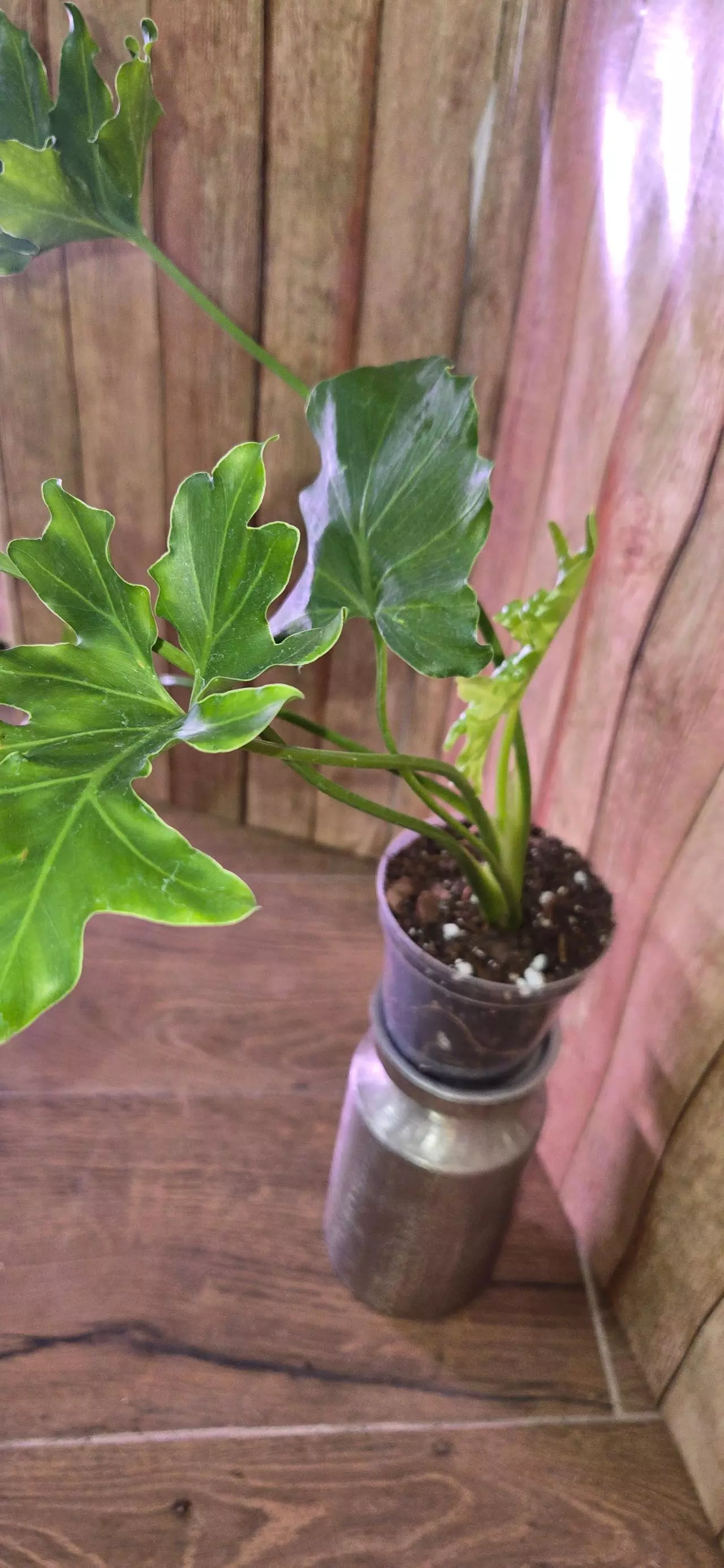 plant/Philodendron Selloum-1