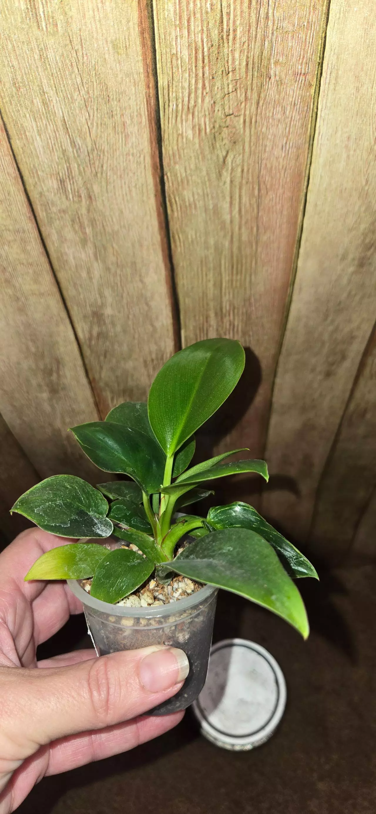 plant/Philo Rojo Congo pups-1