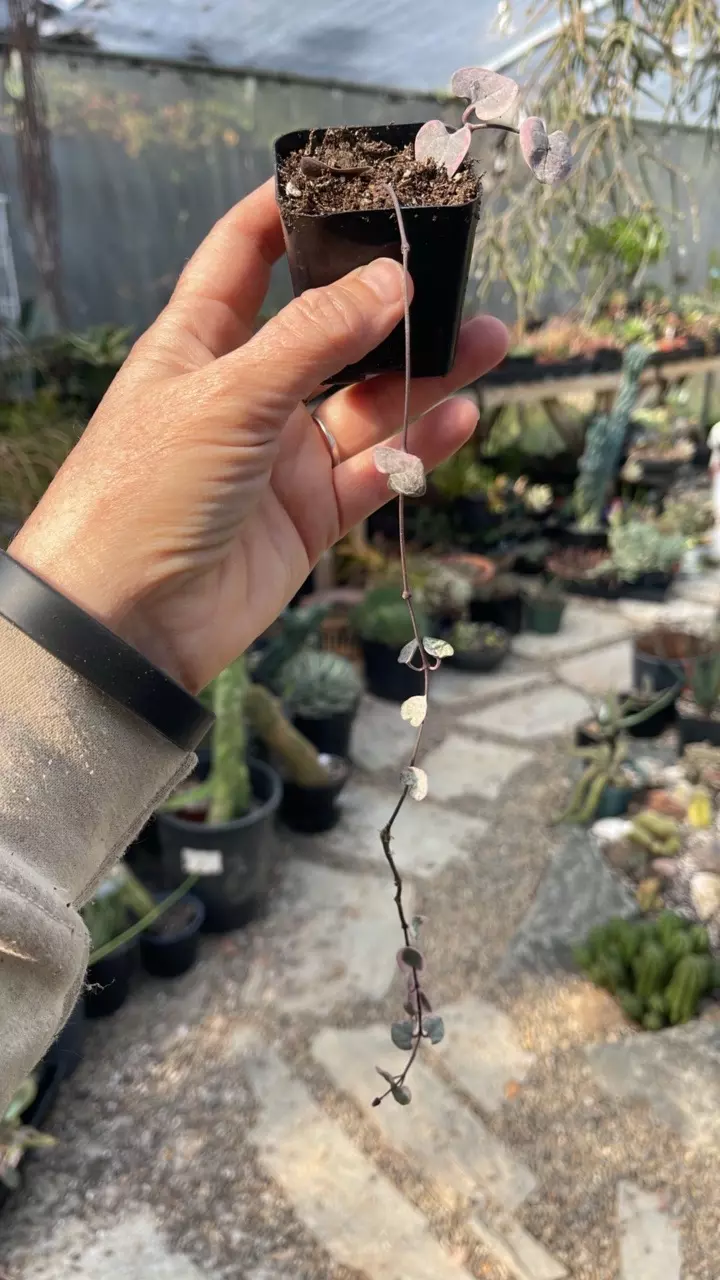 plant/Variegated String of Hearts 2”-1