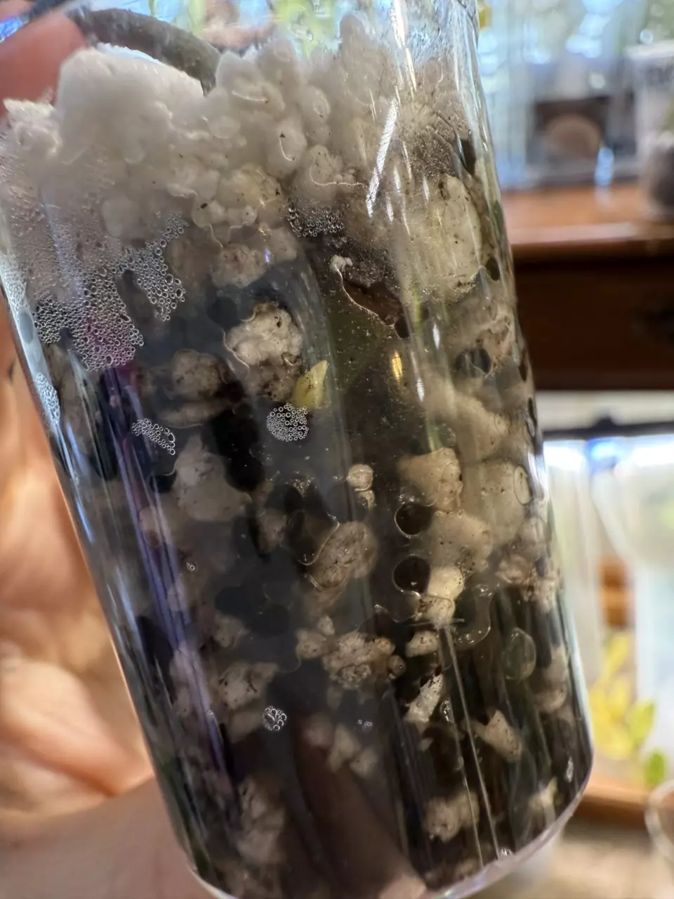 plant/Florida Ghost lightly rooted cutting with new growth-1