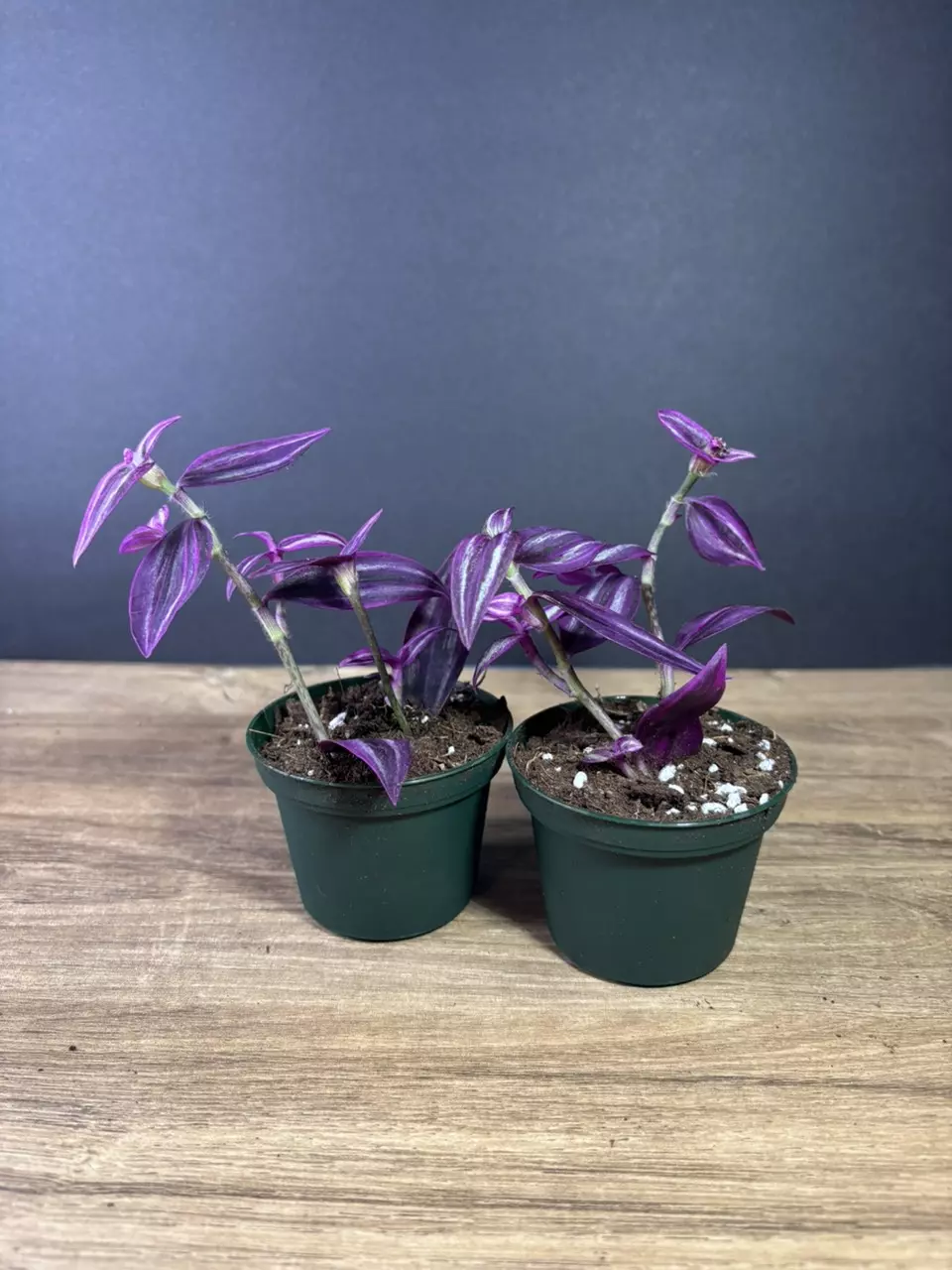 plant/Tradescantia Pink Paradise 4” / grower’s choice-2