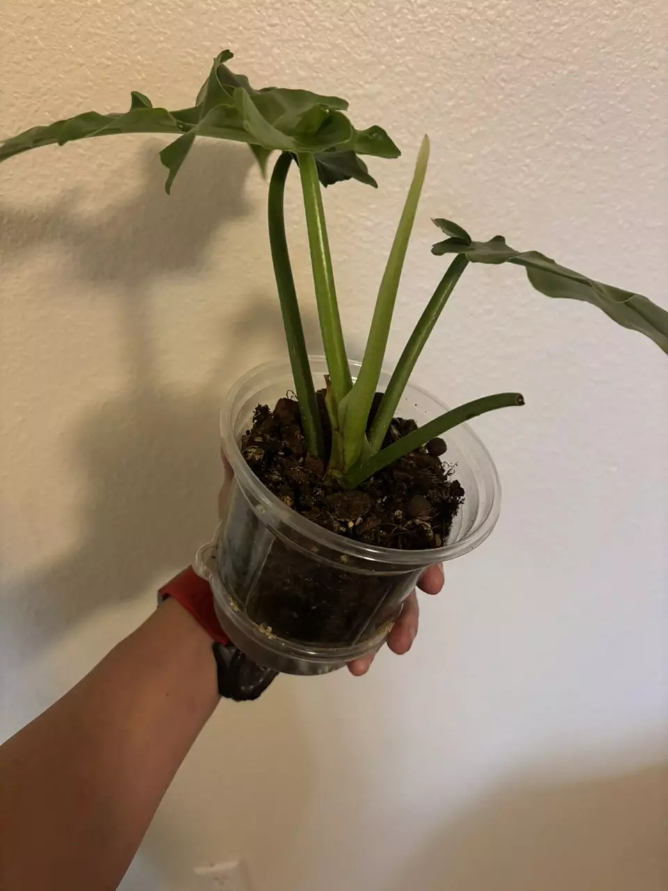plant/Bob Cee Philodendron-2
