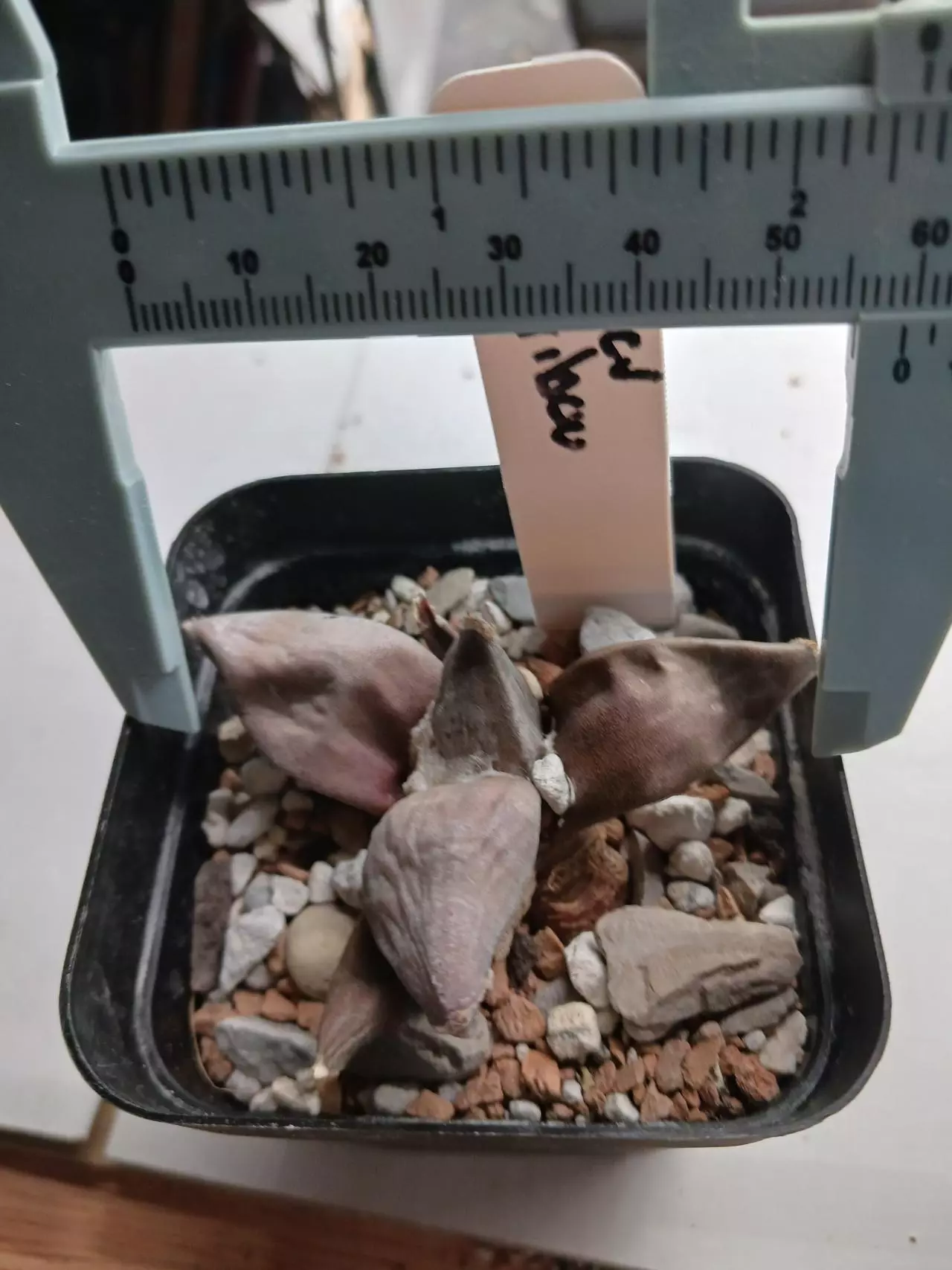 plant/Ariocarpus cv maribou-0