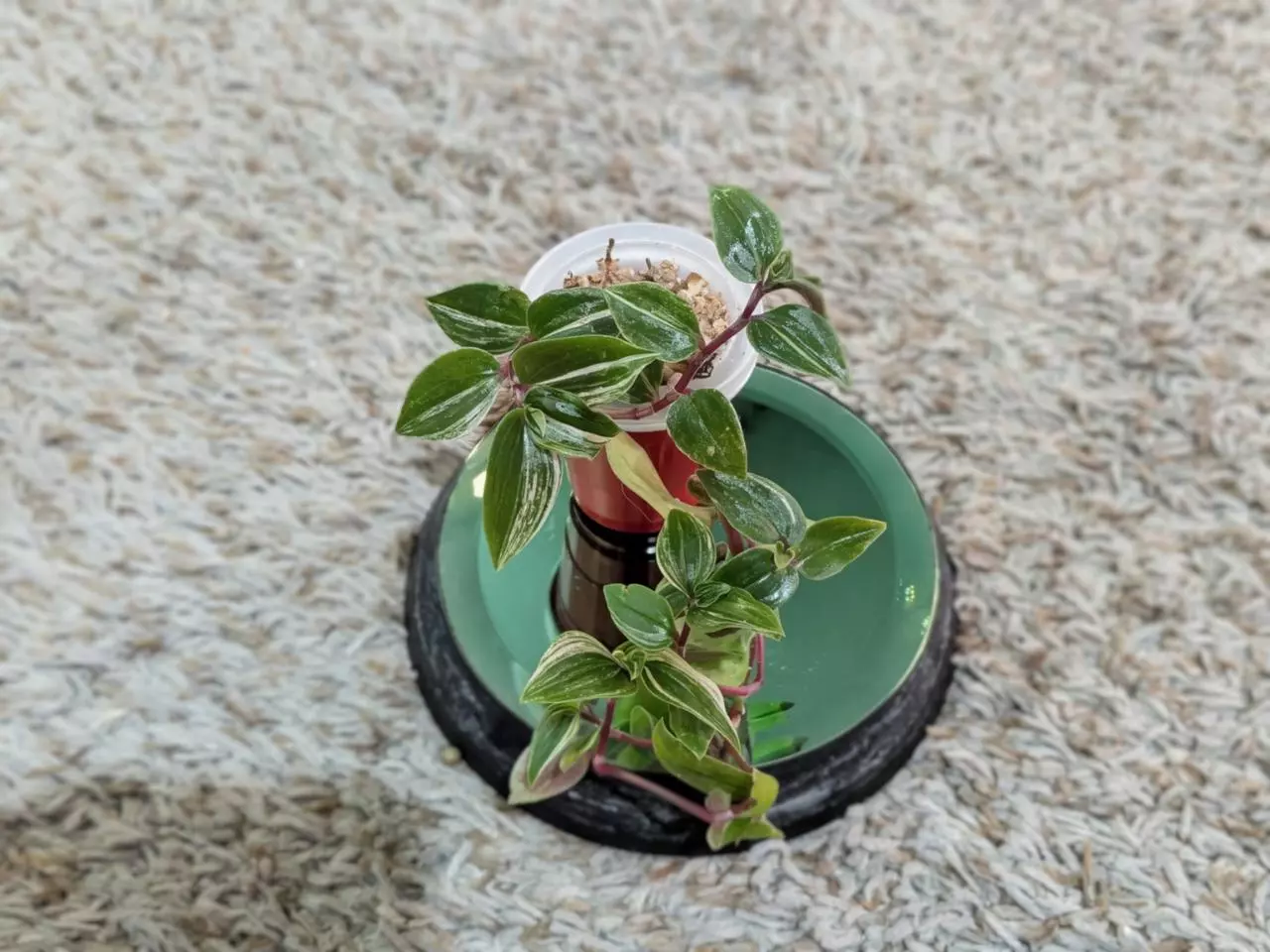 plant/Rainbow Tradescantia #185-2