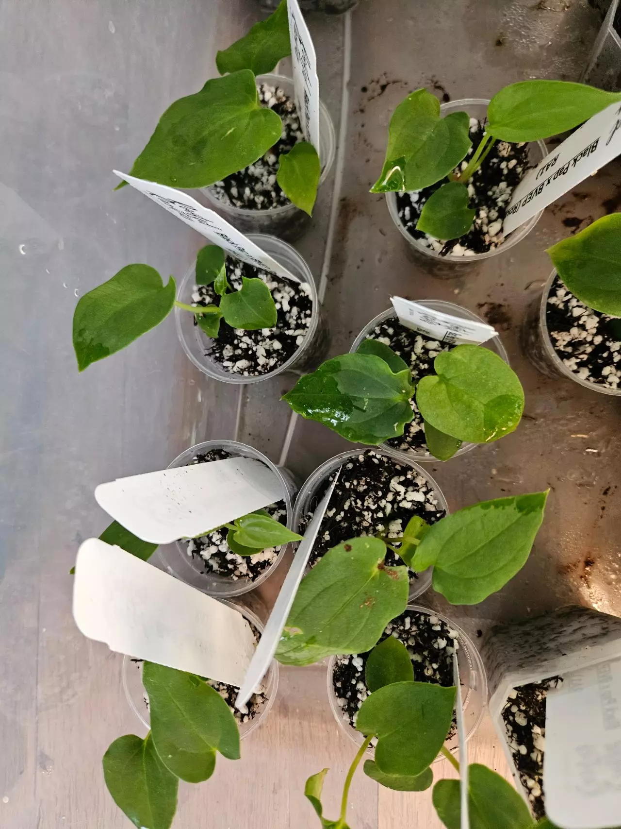 plant/Black pap x Bvep 1 starter-1