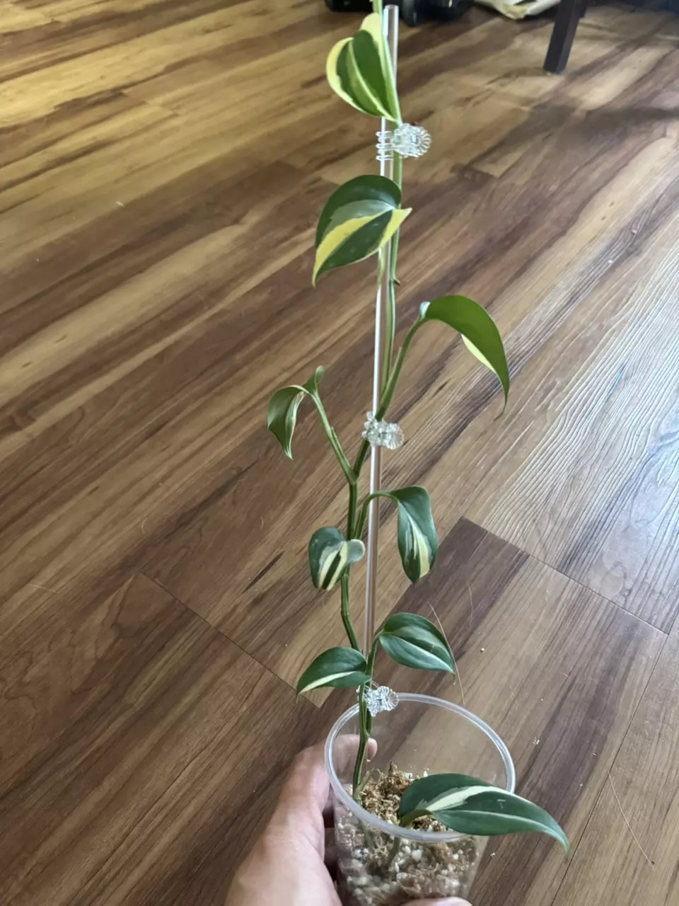 plant/Scindapsus Blue Albo-1