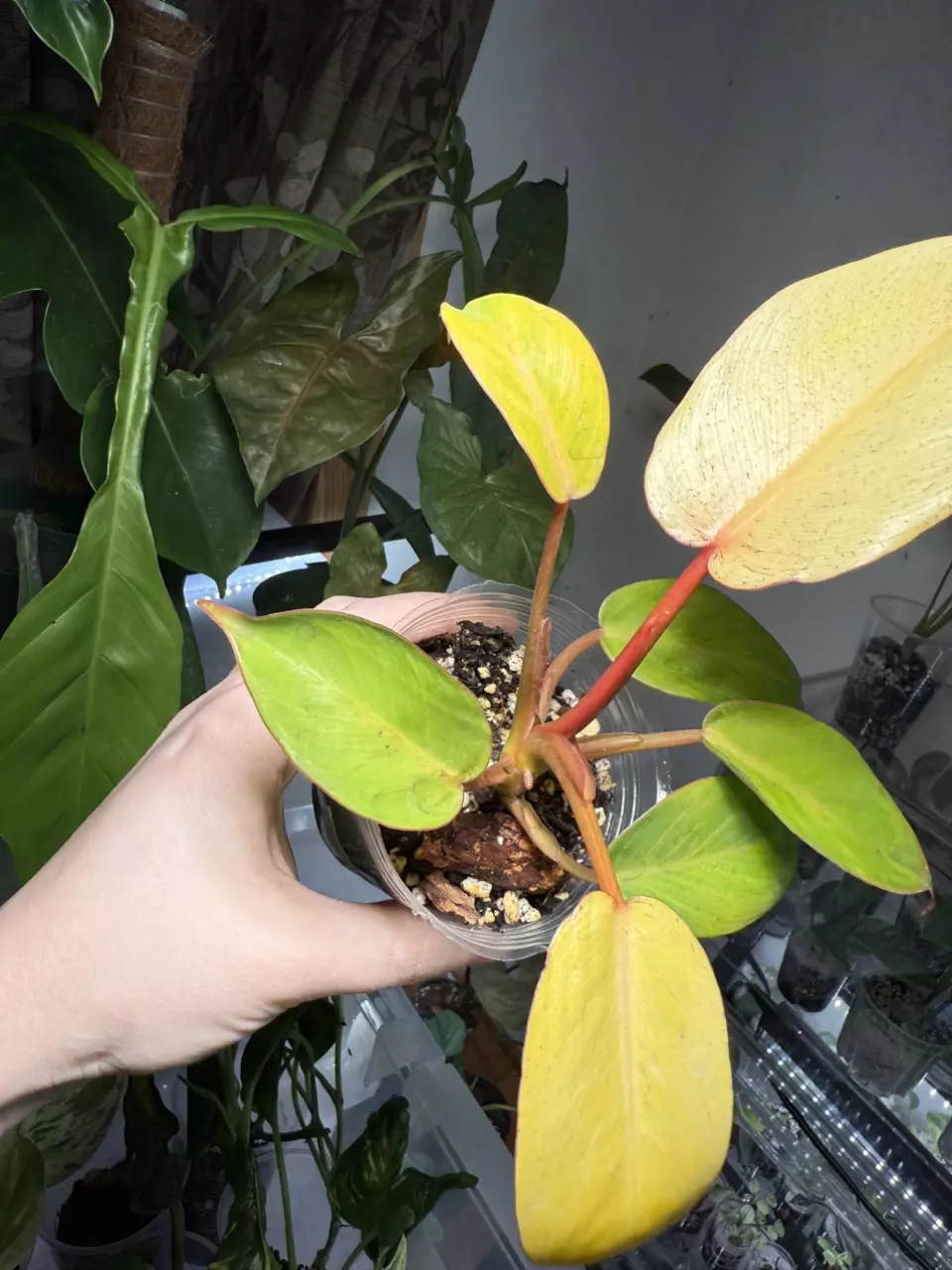 plant/Jungle Fever Yellow-0