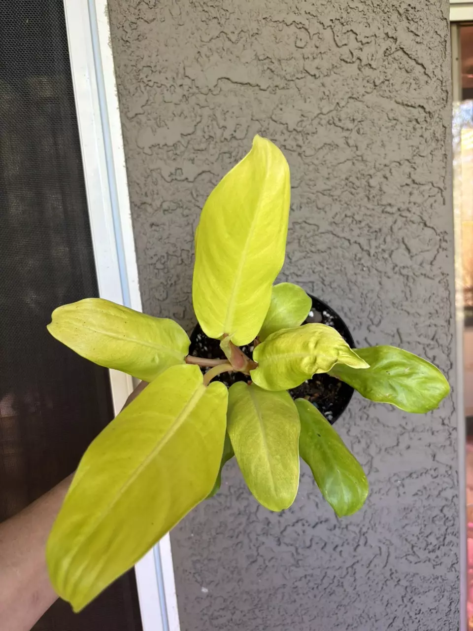 plant/Golden goddess philodendron-0