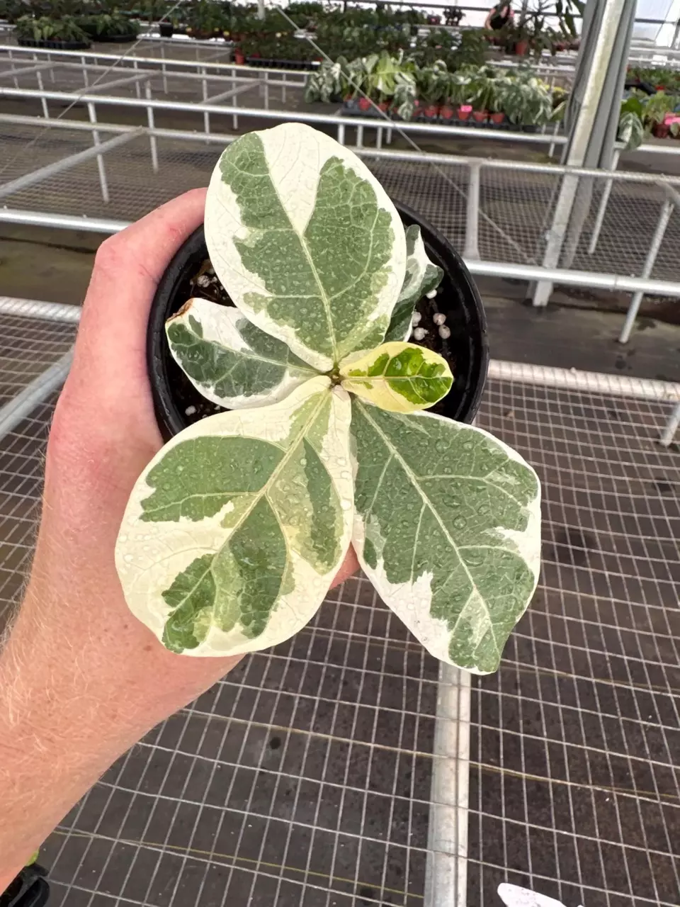 plant/Variegated Fiddle leaf fig “ficus lyrata” 4” pot growers choice-0
