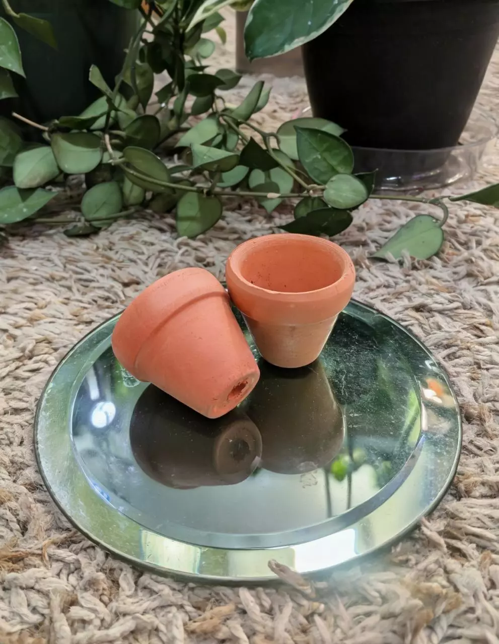 plant/10 Mini 1" Terracotta pots-1